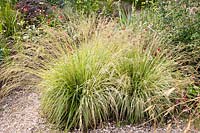 Moor grass, Molinia caerulea Variegata 