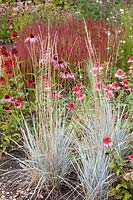 Bluegrass, Elymus magellanicus, Echinacea purpurea Raspberry Truffle, Imperata cylindrica Red Baron 