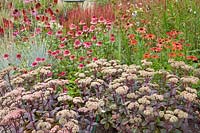 Sedum Matrona,Echinacea purpurea Tomato Soup,Echinacea purpurea Raspberry Truffle,Elymus magellanicus, 