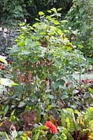 Vegetable garden with currants, chard, dahlia, Ribes rubrum Jonkheer van Tets, Beta vulgaris Bright Lights, Dahlia Garden Miracle 