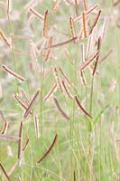 Mosquito grass, Bouteloua gracilis 