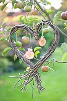 Heart with dried apple rings, Malus domestica 