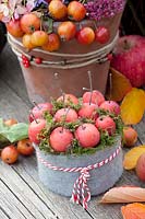 Arrangement with ornamental apples, Malus Red Sentinel 
