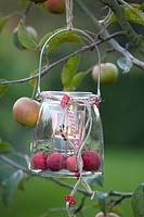 Lantern with ornamental apples, Malus Red Sentinel 