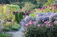 Vegetable garden, Dahlia HS Juliet; Dahlia Deborah Renee Aster Little Carlow; Boxwood 