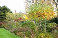 Bed with perennials and ornamental apples, Malus Evereste 