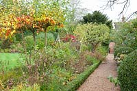Bed with perennials and ornamental apples, Malus Evereste, Malus domestica 