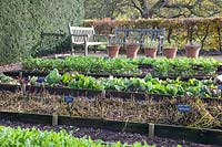 Vegetable garden in late autumn, Radicchio Palla Rossa, celeriac, radishes, Raphanus sativus, Apium graveolens, Cichorium intybus Palla Rossa 