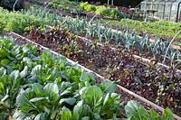 Vegetable garden in late autumn, pak choi, leek, beetroot, Brassica rapa chinensis, Allium porrum Giant Winter, Beta vulgaris Solo F1 