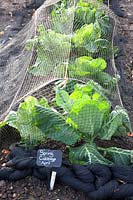 Winter cabbage under net, spring cabbage, Brassica oleracea April 