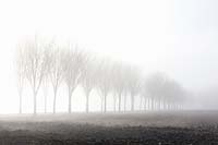 Trees and fields in the fog 