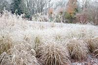 Grasses in Frost, Miscanthus sinensis Little Zebra, Miscanthus sinensis Morning Light, Miscanthus sinensis Pünktchen 