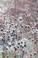 Seed head in winter, noble thistle, barberry, eryngium, Berberis thunbergii Atropurpurea 