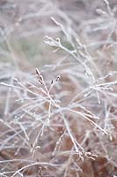 Switchgrass in frost, Panicum virgatum Hänse Herms 
