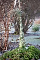 Winter protection for Pampas grass, Cortaderia selloana 