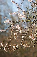 Portrait branches of the winter cherry, Prunus subhirtella 