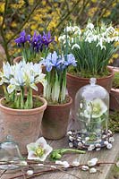 Pots with Galanthus nivalis, Iris reticulata Katherine Hodgkin, Iris reticulata Alida, Helleborus orientalis 