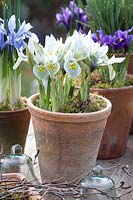Pots with Iris reticulata Katherine Hodgkin, Iris reticulata Alida 