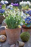 Still life snowdrops and cushion primrose, Galanthus nivalis, Primula vulgaris Zebra Blue 