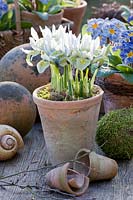 Reticulated iris in pot, Iris reticulata Katherine Hodgkin 