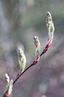 Sprouting of serviceberry, Amelanchier spicata 