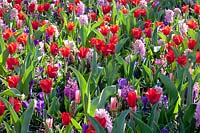 Tulipa kaufmanniana Showwinner,Hyacinthus Pink Pearl, Crocus vernus Flower Record 