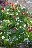 Bed with Narcissus Jack Snipe, Tulipa kaufmanniana Showwinner, Chionodoxa forbesii 