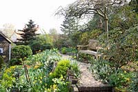 Hillside garden, Narcissus Jetfire, Narcissus Jack Snipe, Euphorbia, Helleborus, Arabis suendermanii 
