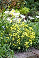 Anemone blanda White Splendour, Erysimum alpestris, Narcissus Pipit 