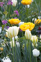 Tulipa Yellow Pomponette, Tulipa viridiflora Spring Green, Tulipa White Heart 
