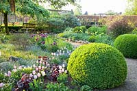Garden situation with Buxus, Euphorbia, Tulipa Sweet Flag, Betula pendula Tristis, Heuchera Can Can 