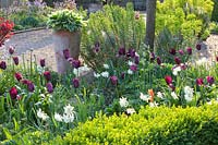 Tulipa Havran,Narcissus triandrus Thalia,Buxus,Euphorbia characias, Euphorbia characias Black Pearl,Hosta 