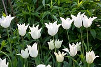 Tulipa White Triumphator 