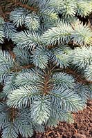 Blue spruce, Picea pungens Glauca Globosa 