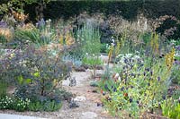 Gravel garden, Stipa gigantea, Asphodeline lutea, Rosa glauca, Centaurea Black Ball, Cerinthe major Purpurascens, Oenotheroa odorata Sulphurea, Allium 