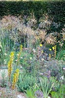 Gravel garden, Stipa gigantea, Asphodeline lutea, Oenothera odorata Sulphurea, Papaver dubium subsp. lecoqii var. albiflorum,Rosa glauca 