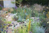 Gravel garden, Stipa gigantea, Asphodeline lutea, Centaurea Black Ball, Cerinthe major Purpurascens, Oenothera odorata Sulphurea, Allium 
