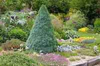 Rock garden with Felicia rosulata, Erinus alpinus, Helainthemum Kathleen Mary, Dianthus Pink Jewel, Picea glauca albertiana 