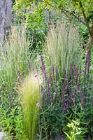Gravel garden, Stipa tenuissima, Nassella tenuissima, Calamagrostis acutiflora Overdam, Salvia nemorosa Caradonna 