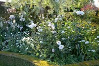 Rosa Maria Mathilde, Orlaya grandiflora,Lupinus,Rosa Pleine de Grace 