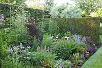 Perennial bed, Astrantia, Nepeta, Viola cornuta, Cotinus coggygria, Salvia nemorosa 