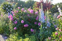 Larkspur and roses, Delphinium elatum New Millenium Blue Lace, Rosa Park Wilhelmshöhe 