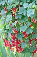 Currant, Ribes rubrum 