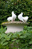 Pigeons in the garden 