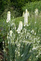 Delphinium cultorum Sungleam,Linaria purpurea Springside White 
