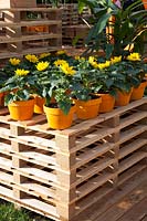 Shelves made of pallets with sunflowers in pots, Helianthus annuus 