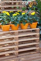 Shelves made of pallets with sunflowers in pots, Helianthus annuus 