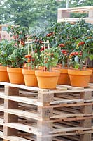 Shelves made of pallets with tomatoes in pots, Solanum lycopersicum 