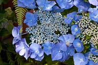 Hydrangea, Hydrangea macrophylla Blue Tit 