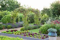 Vegetable garden with lettuce, Lactuca sativa 